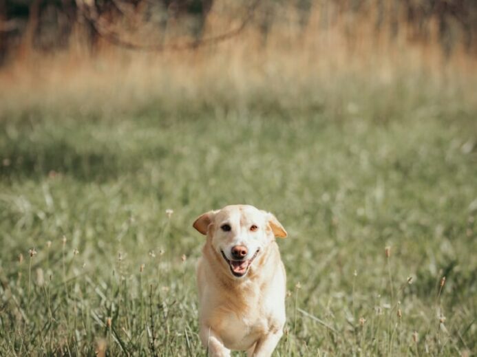 A dog running through a grassy field with trees in the background