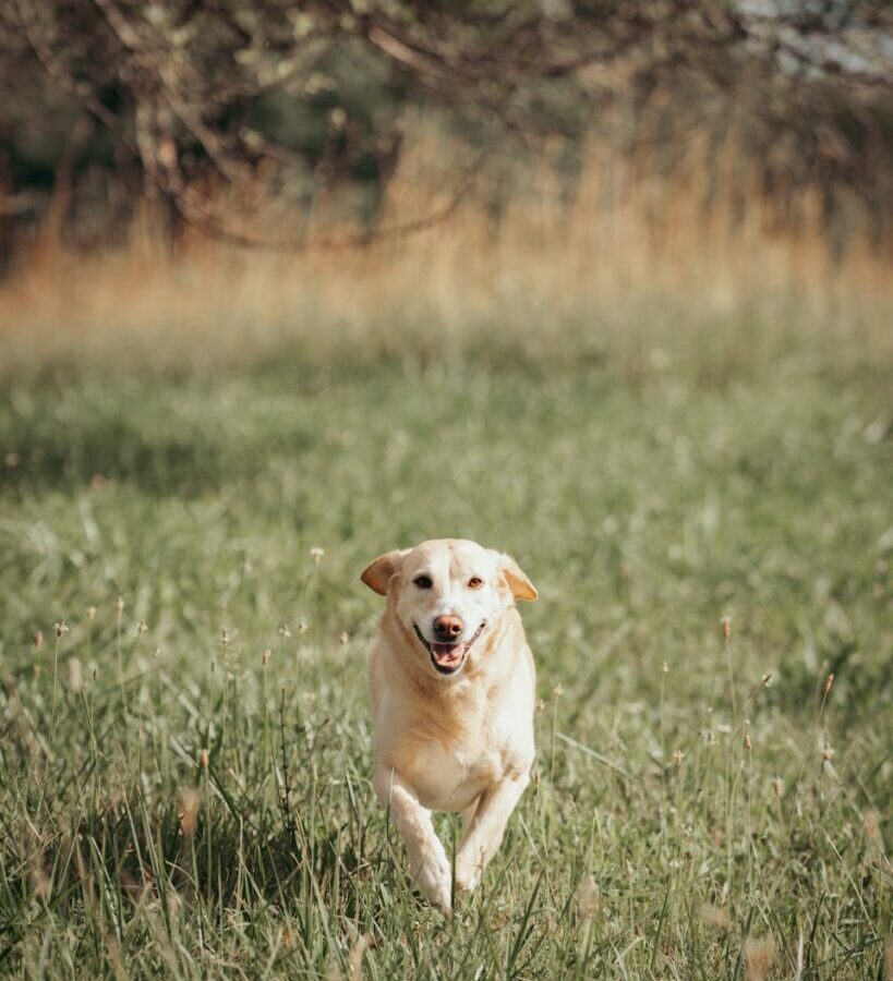 A dog running through a grassy field with trees in the background