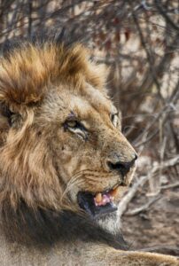Frans van Heerden - NeposlušnéTlapky Close-up of a lion in its natural habitat showcasing its powerful presence and regal mane.