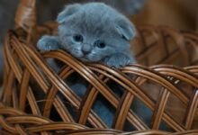 Adorable grey kitten peeking out of a wicker basket indoors. Perfect for cute animal lovers.