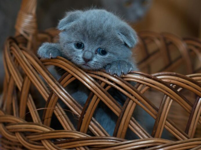 Adorable grey kitten peeking out of a wicker basket indoors. Perfect for cute animal lovers.