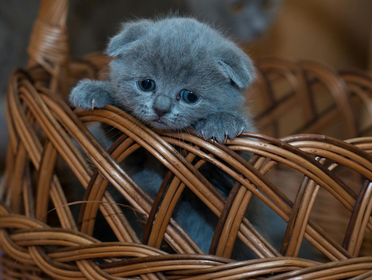 Adorable grey kitten peeking out of a wicker basket indoors. Perfect for cute animal lovers.
