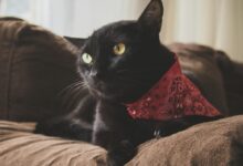 Black cat with a red bandana lounging on a brown sofa indoors, showcasing a cozy domestic setting.