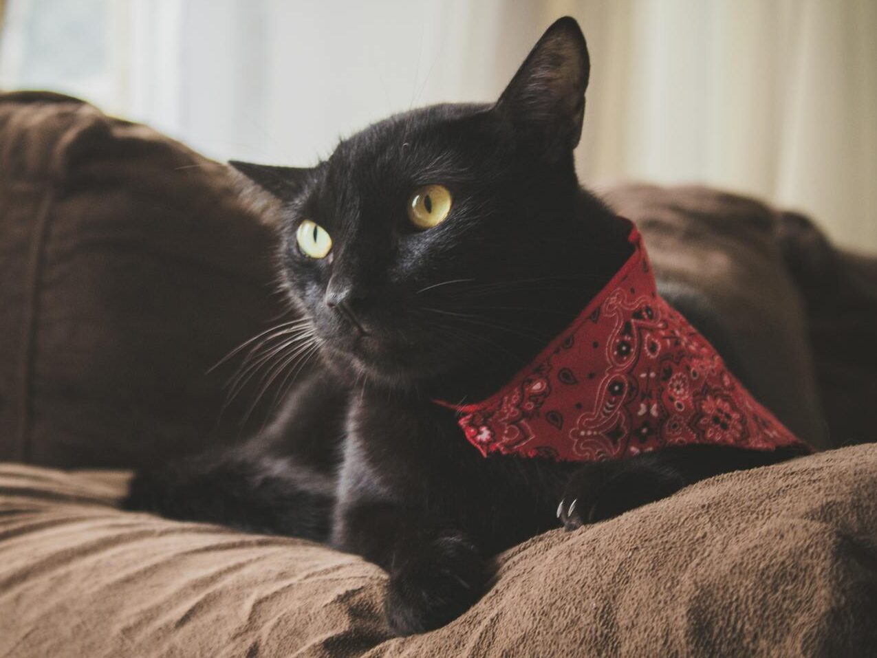 Black cat with a red bandana lounging on a brown sofa indoors, showcasing a cozy domestic setting.