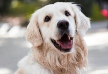 Golden Retriever smiling outdoors with shallow depth of field focus.