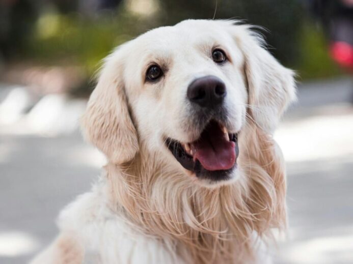 Golden Retriever smiling outdoors with shallow depth of field focus.