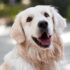 Golden Retriever smiling outdoors with shallow depth of field focus.