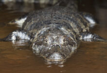 Aligator