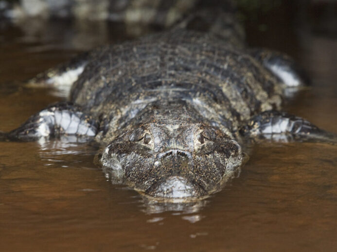 Aligator