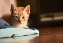 Cute tabby kitten with green eyes lying on a cozy cloth indoors in warm light.