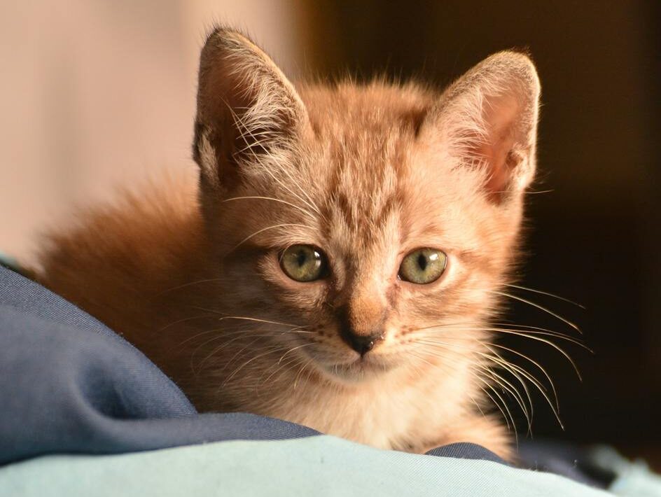 Cute tabby kitten with green eyes lying on a cozy cloth indoors in warm light.