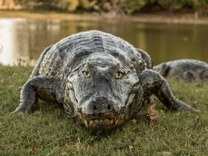 A detailed close-up of a wild alligator resting by the riverbank in its natural environment.