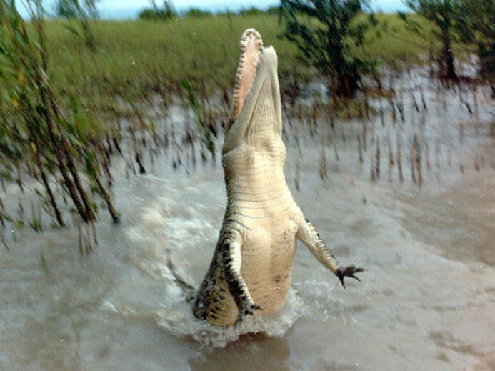 jumping_croc