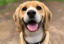 dog's face