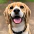 dog's face