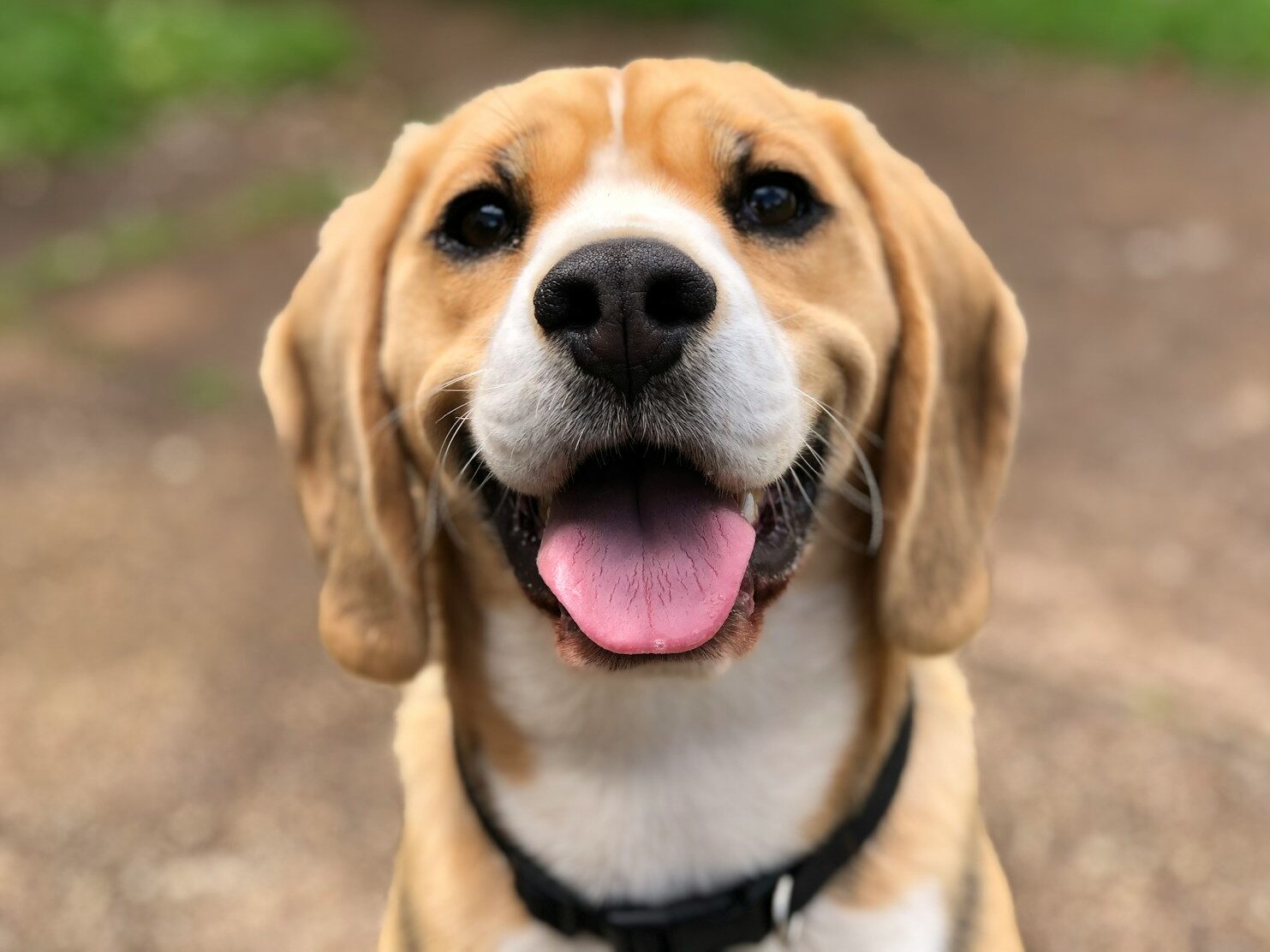 dog's face