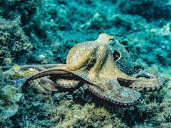 Close-up of an octopus in its natural underwater habitat displaying intricate textures and colors.