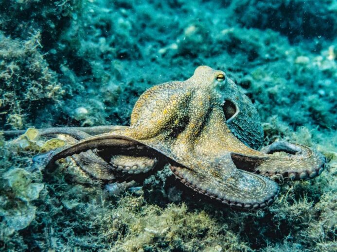 Close-up of an octopus in its natural underwater habitat displaying intricate textures and colors.