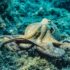 Close-up of an octopus in its natural underwater habitat displaying intricate textures and colors.