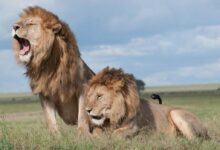 Two majestic lions roaring and relaxing in the vast savanna of Tanzania, showcasing wildlife in their natural habitat.