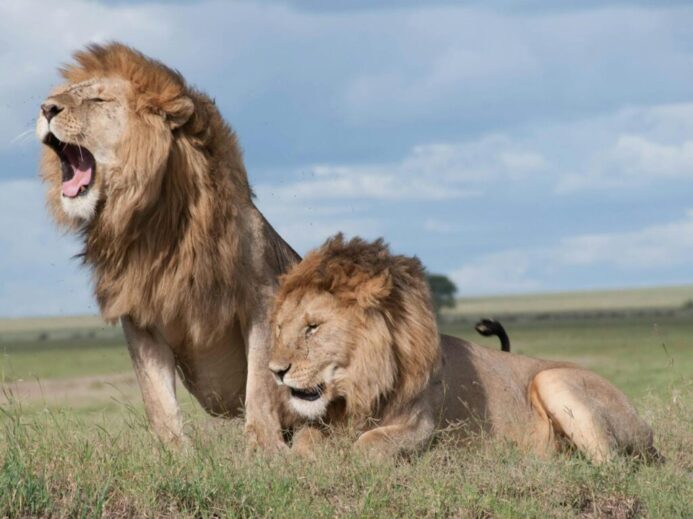 Two majestic lions roaring and relaxing in the vast savanna of Tanzania, showcasing wildlife in their natural habitat.