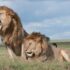 Two majestic lions roaring and relaxing in the vast savanna of Tanzania, showcasing wildlife in their natural habitat.