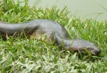 Anaconda (Eunectes murinus)