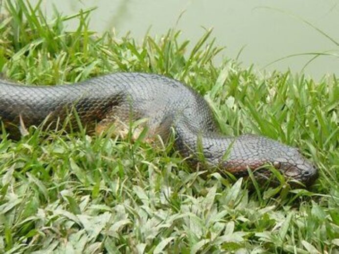 Anaconda (Eunectes murinus)