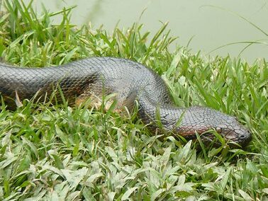 Anaconda (Eunectes murinus)