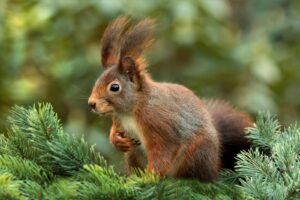 Pixabay - NeposlušnéTlapky A detailed close-up of a red squirrel perched on a conifer branch, exploring its natural habitat.
