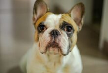 white and black short coated dog