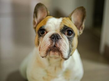 white and black short coated dog