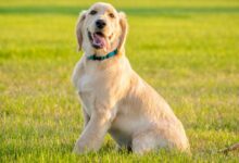 yellow labrador retriever puppy on green grass field during daytime