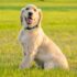 yellow labrador retriever puppy on green grass field during daytime