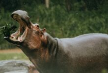 A hippopotamus with mouth wide open eating green leaves outdoors in rainy weather.
