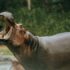 A hippopotamus with mouth wide open eating green leaves outdoors in rainy weather.