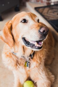 ian dooley - NeposlušnéTlapky selective focus photo of golden retriever dog