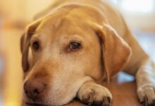 Adorable Labrador Retriever lying on a wooden floor, captured in a warm and cozy setting.