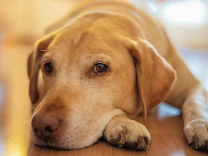 Adorable Labrador Retriever lying on a wooden floor, captured in a warm and cozy setting.