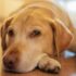 Adorable Labrador Retriever lying on a wooden floor, captured in a warm and cozy setting.