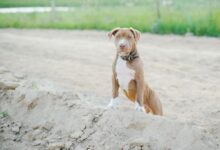 Cute pitbull puppy on sandy terrain, looking alert. Perfect for animal lovers.