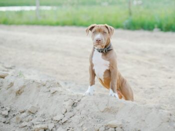 Cute pitbull puppy on sandy terrain, looking alert. Perfect for animal lovers.