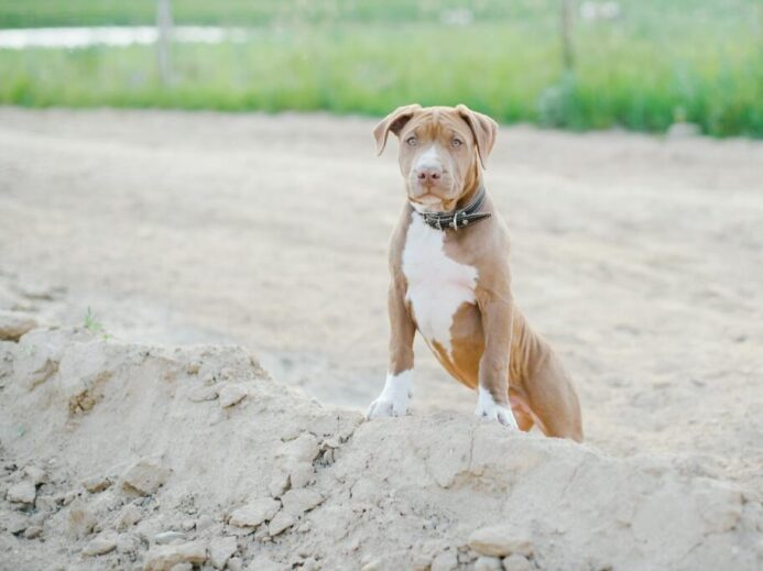 Cute pitbull puppy on sandy terrain, looking alert. Perfect for animal lovers.