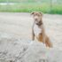 Cute pitbull puppy on sandy terrain, looking alert. Perfect for animal lovers.