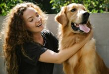 Positive adult lady in casual clothes petting fluffy Golden Retriever dog near stone fence and trees with green foliage in summer sunny day
