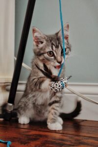 leah hetteberg - NeposlušnéTlapky brown tabby cat on white coated wire