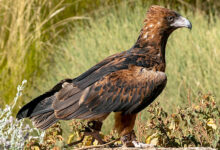 Black-breasted Buzzard (Hamirostra melanosternon)