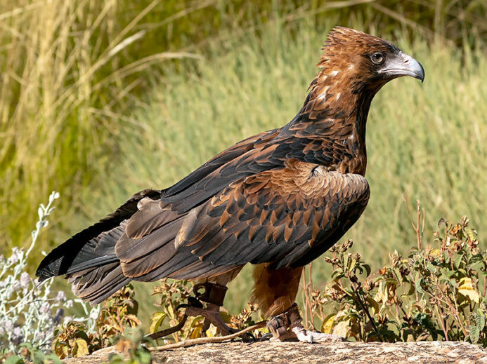 Black-breasted Buzzard (Hamirostra melanosternon)