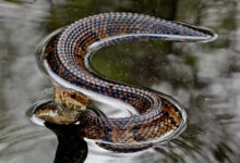 Florida Cottonmouth (Agkistrodon piscivorus conanti)