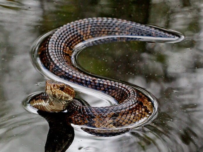 Florida Cottonmouth (Agkistrodon piscivorus conanti)